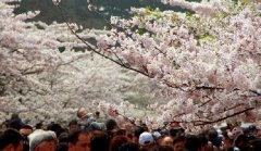 你見過空無(wú)一人的中山公園櫻花大道嗎？美！